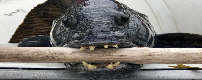 рыба-зубатка имеет мощные челюсти