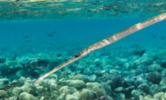 очень тонкая рыба игла с длинным носом