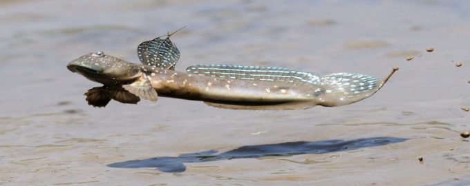 рыбы умеют не только плавать но и ходить
