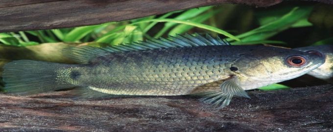 анабас может не погибает без воды