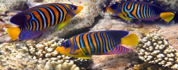 особенности внешнего вида рыбы ангел