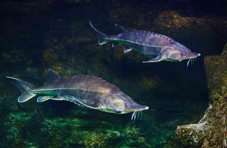 как выглядит белуга