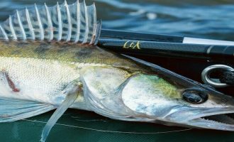 молодой берш