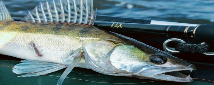 молодой берш