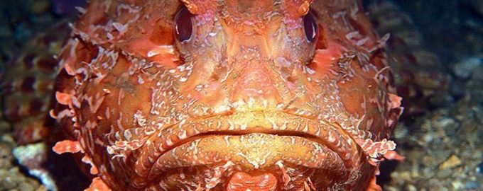 скорпена сливается с окружающей средой и может оставаться неподвижной