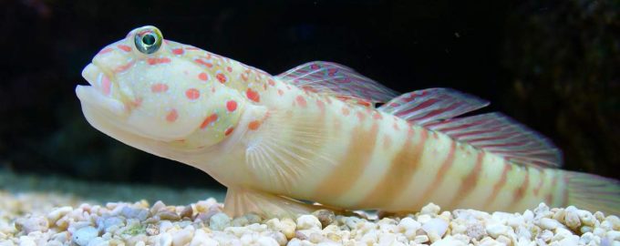 бычок песчаный на дне