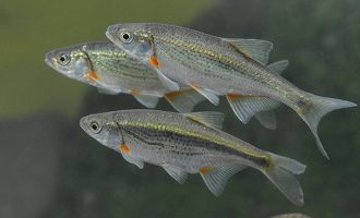 быстрянку путают с другими речными рыбами