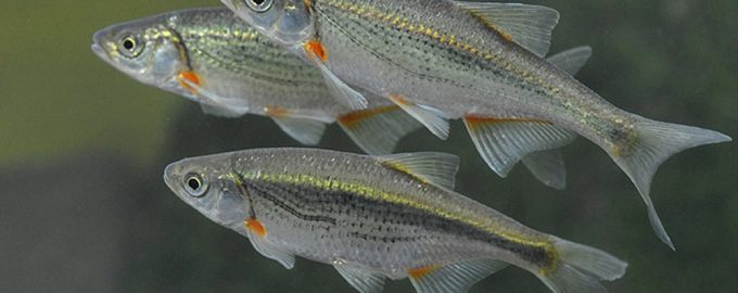 быстрянку путают с другими речными рыбами