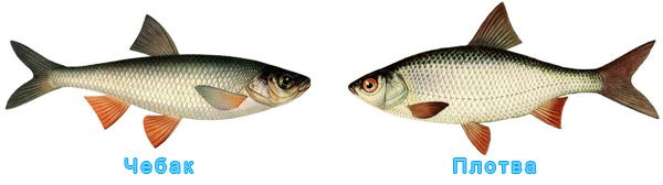 сравнение рыбы чебак с плотвой