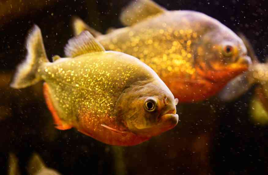 чем опасны пирньи