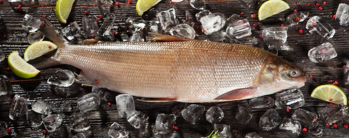 особенности строения важной промысловой рыбы