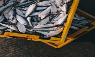 особи существенно различаются между собой по размерам