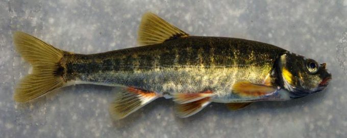 особенности строения рыбы