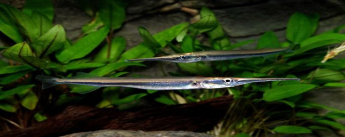 рыба в естественной среде обитания