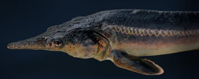 особенности строения нового гибрида