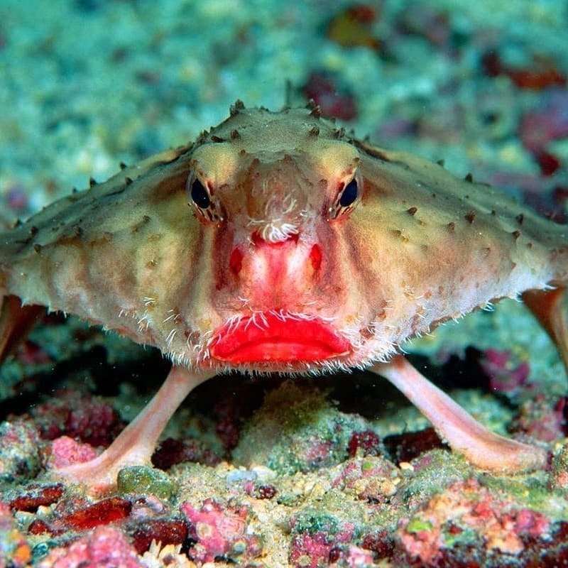 у этой рыбы лицо, похожее на человека