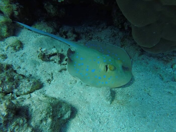 электрический скат под водой