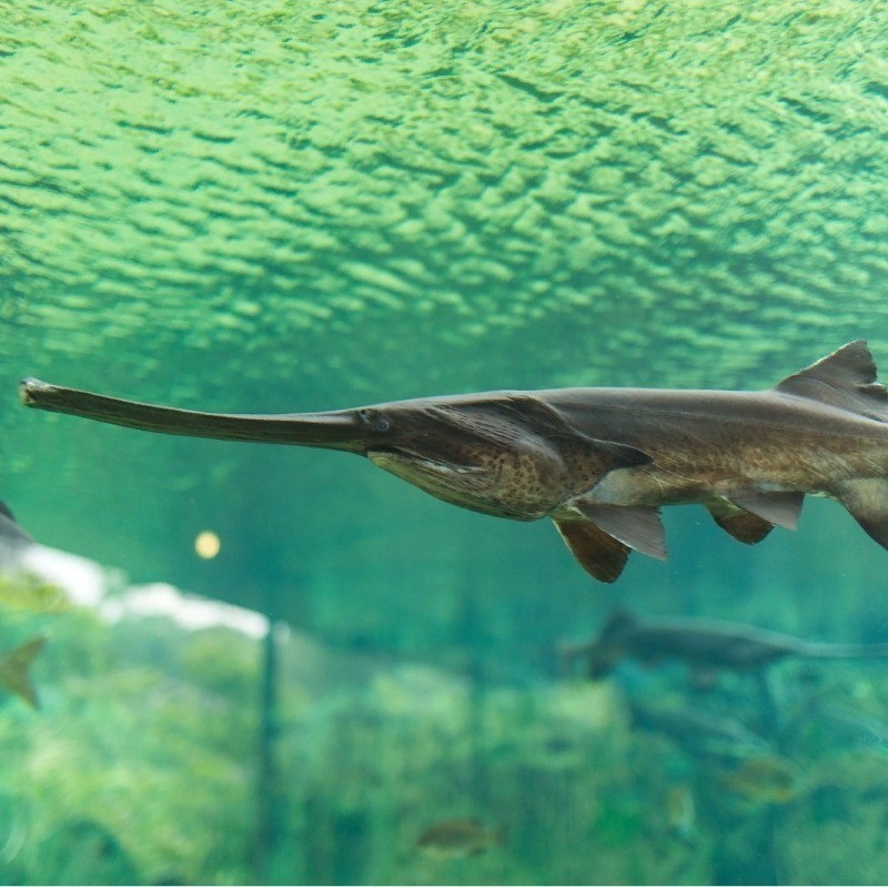 гибрид осетра и веслоноса 