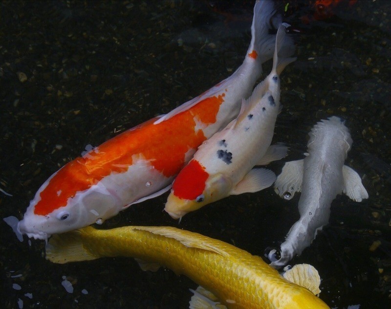 карп кои опасен для других жителей аквариума