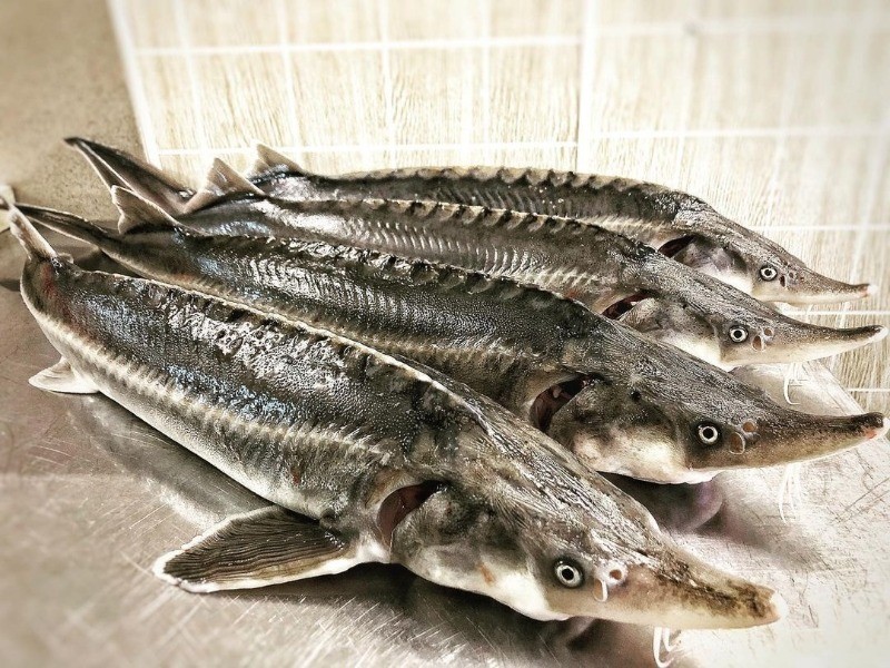 осетровые рыбы имеют промышленную ценность 