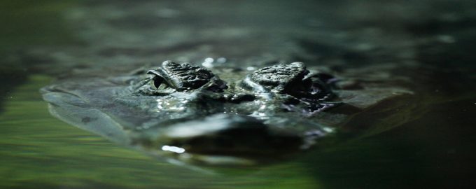 кайман заглатывает несколько пираний одновременно