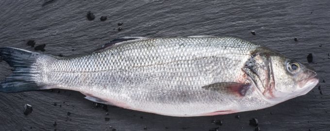 внешний вид ряпушки