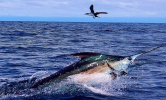 марлин плавает в океане