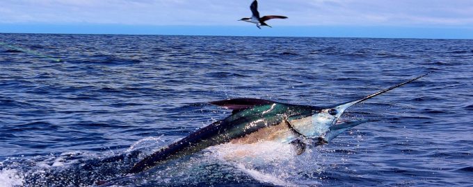 марлин плавает в океане