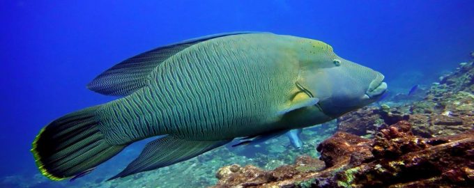 почему губан маори носит интересное название