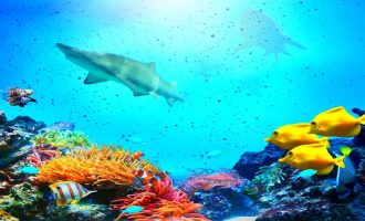 в океане живут разнообразные рыбы