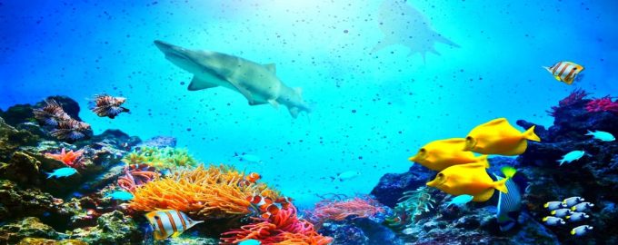 в океане живут разнообразные рыбы