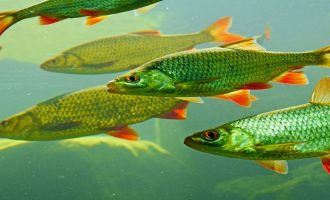 промысловых рыб выращивают в различных условиях