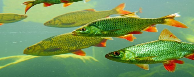 промысловых рыб выращивают в различных условиях