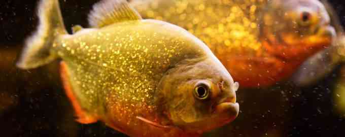 опасность пираний