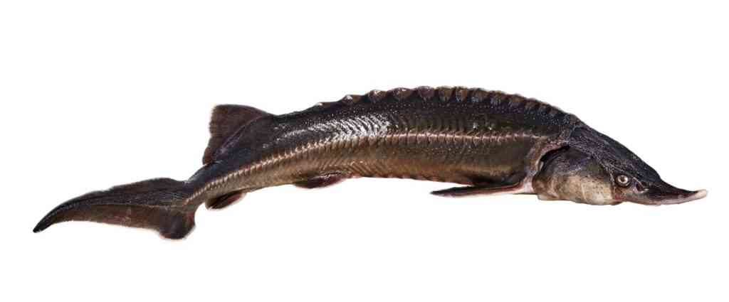 осетровая рыба