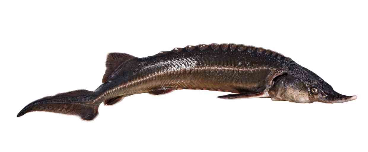 осетровая рыба 