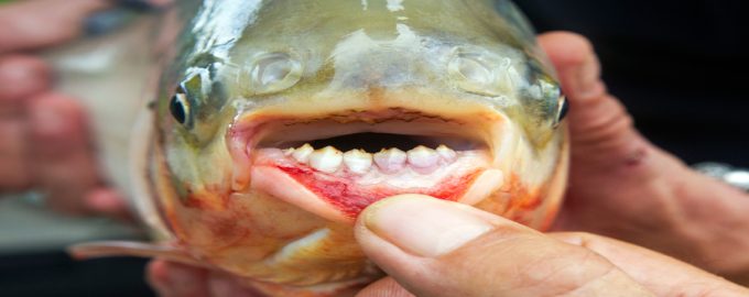 рыба паку относится к пираньям