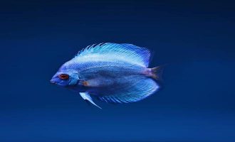 многие рыбы морей и океанов выглядят устрашающе