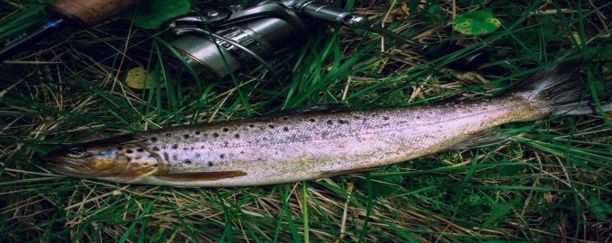 интересные особенности образа жизни форели