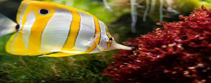 рыбы со смешными названиями