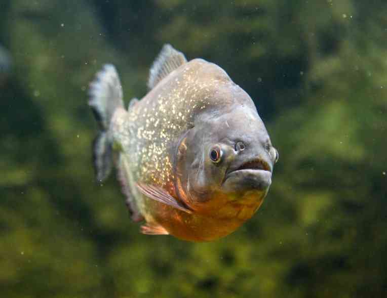 рыба пиранья