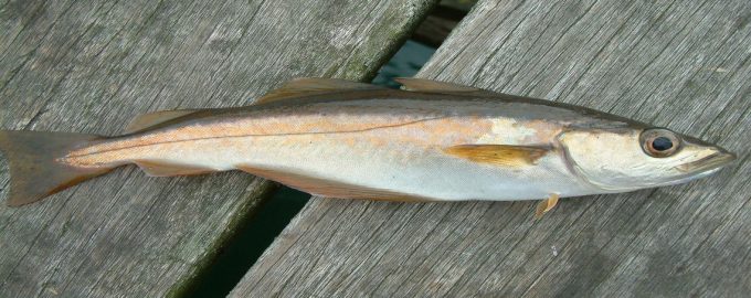 небольшая полака