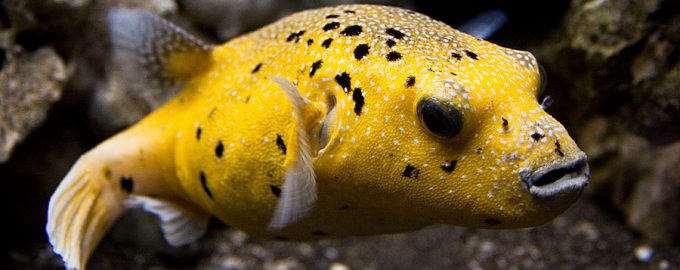 рыба является родственником спинорога