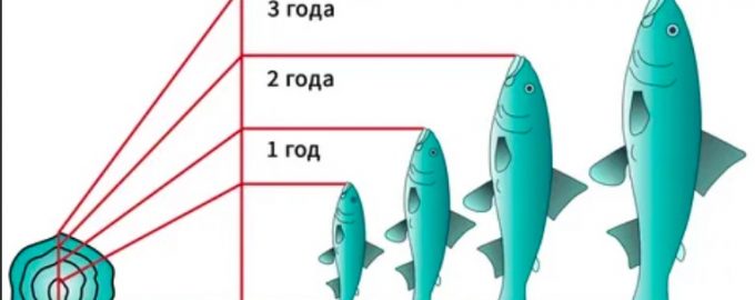 особенности определения возраста рыб