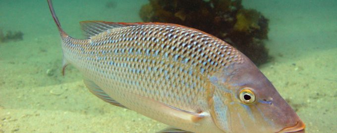 рыба плавает под водой