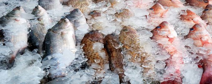 рыба самый популярный продукт у северных народностей