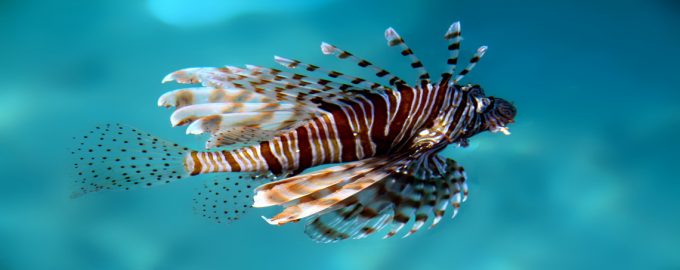 рыба-зебра незаметна в воде