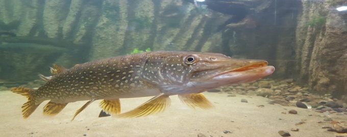 рыбы названия которых созвучны с именами и фамилиями известных личностей