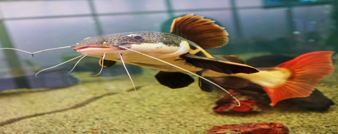 правила соседства в аквариуме