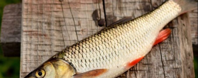 в Украине рыбу зовут кефалью